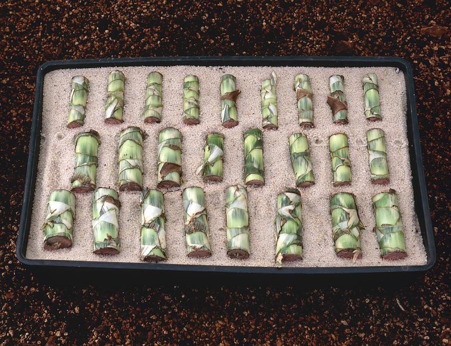 Dieffenbachia Propagation by Vaughan Fleming / Science Photo Library