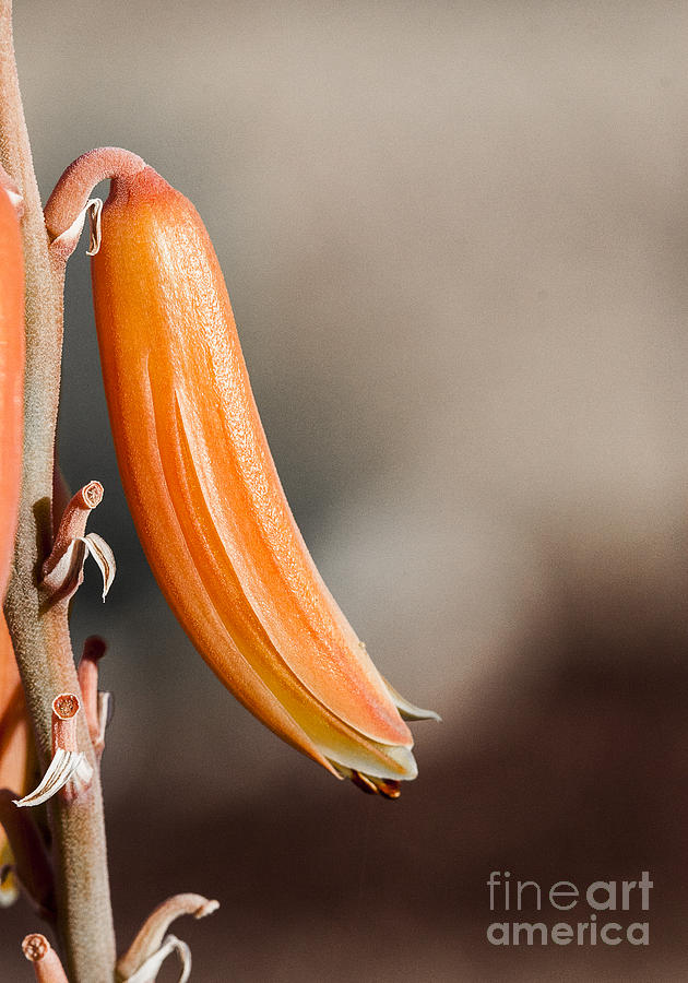Downward Facing Aloe Flower Photograph by Darcy Michaelchuk