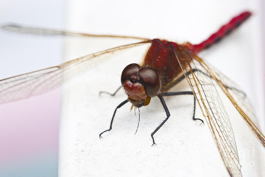 Dragonfly Devours Mosquito Photograph by Darcy Michaelchuk