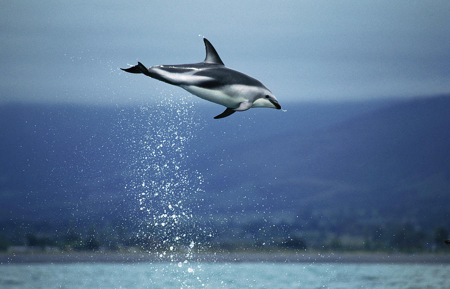 Dusky Dolphin Lagenorhynchus Obscurus by Hiroya Minakuchi
