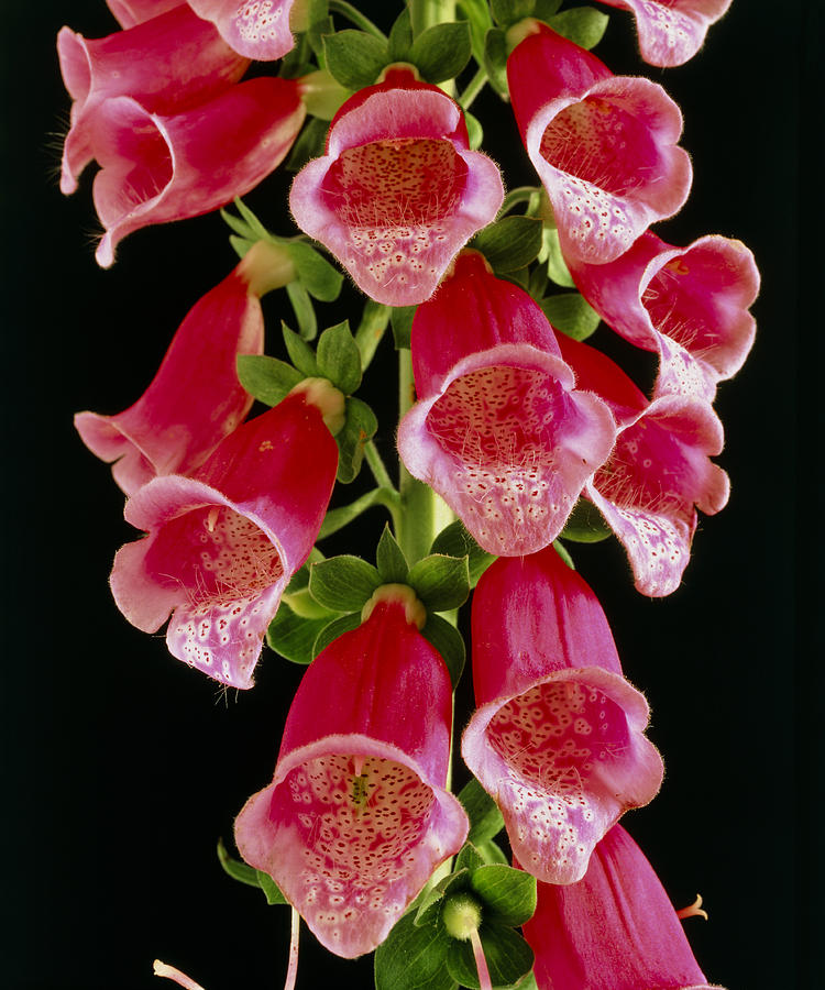 Flowers Of The Foxglove, Digitalis by Michael Marten / Science