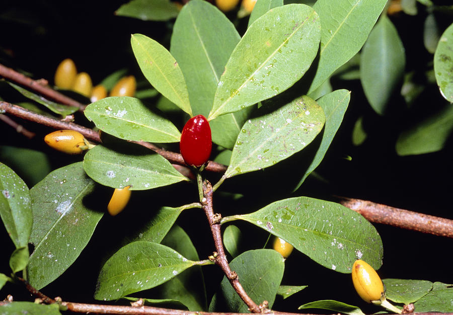 Fruit And Leaves Of Cocaine Plant by Dr Morley Read / Science Photo Library