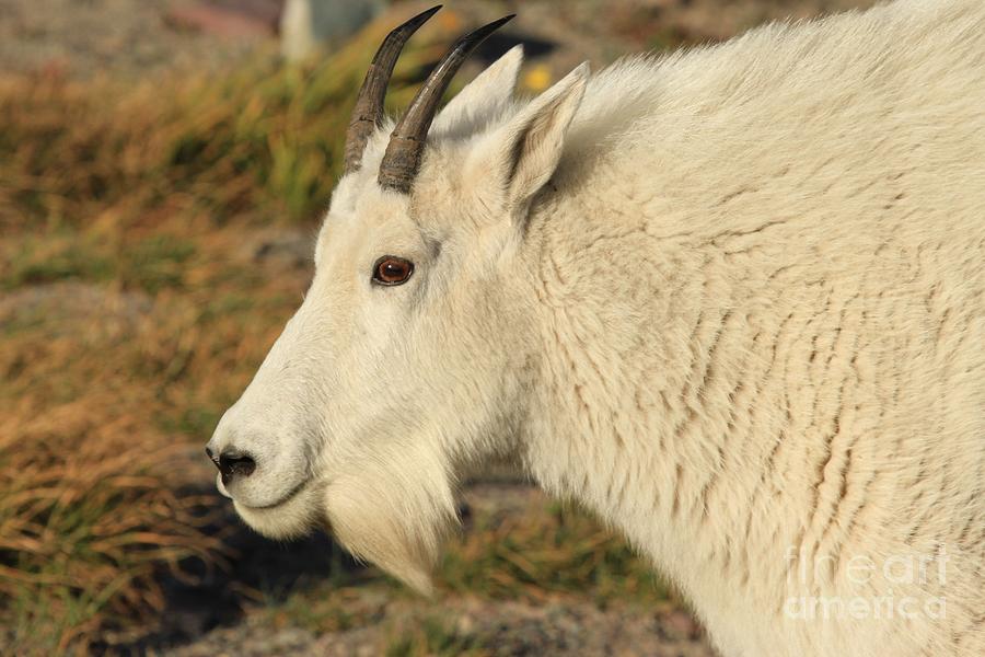 Goa-Tee Photograph by Adam Jewell