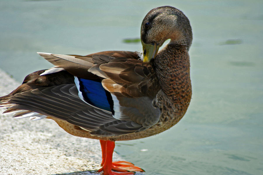 Grooming Mallard Photograph by La Dolce Vita