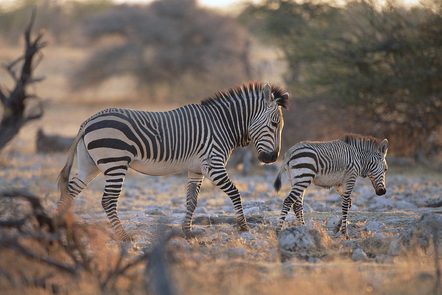 Hartmanns Mountain Zebra Equus Zebra by Konrad Wothe