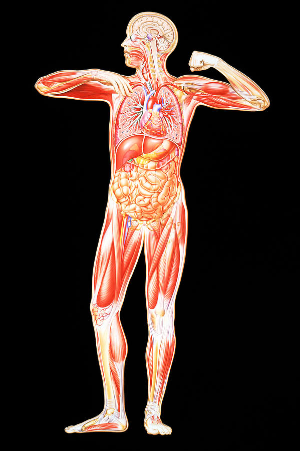 John Body Structure Human Body Anatomy by John Bavosi / Science Photo Library