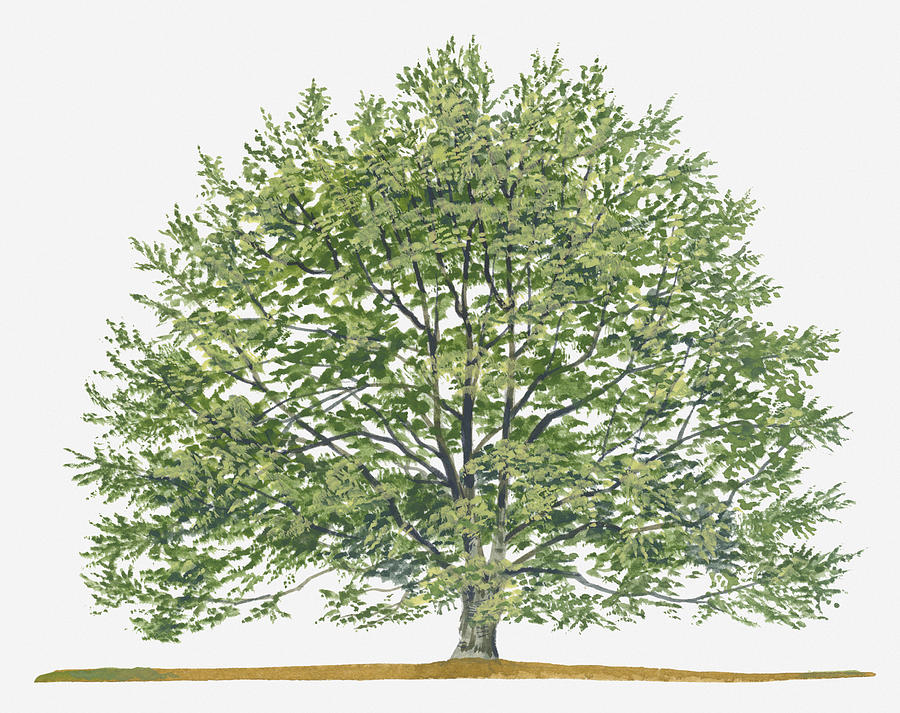 Illustration Of Fagus Sylvatica, (european Beech Or Common Beech) Deciduous  Tree by Sue Oldfield