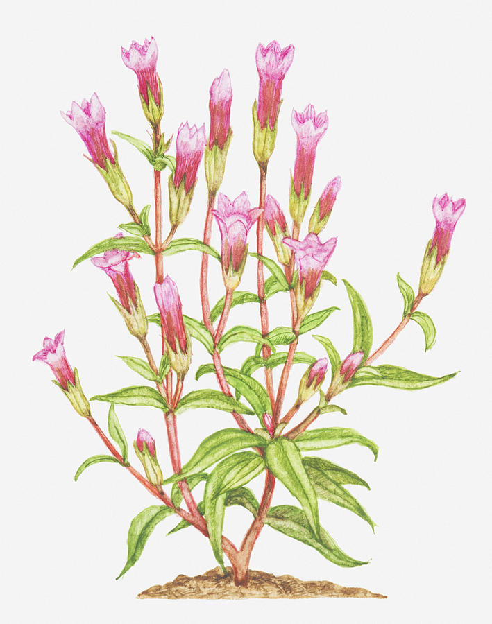 Illustration Of Gentianella Amarella (autumn Gentian), Pink Flowers by ...