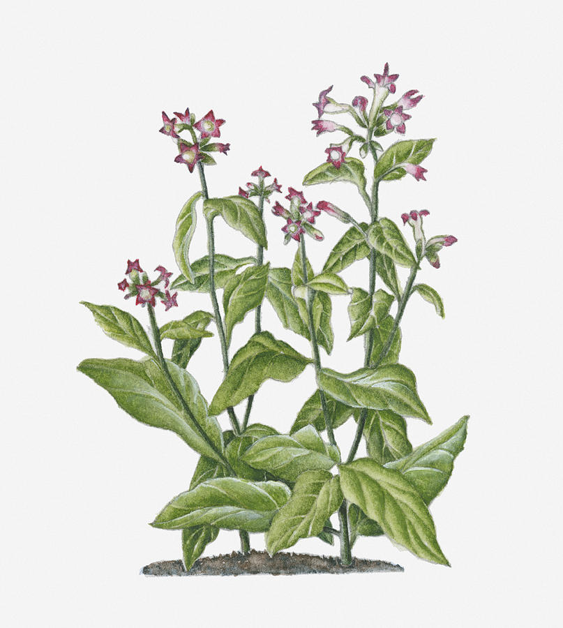 Illustration Of Nicotiana Tabacum (tobacco) Bearing Pink-white Flowers On  Long Stems With Green Leaves by Ruth Hall