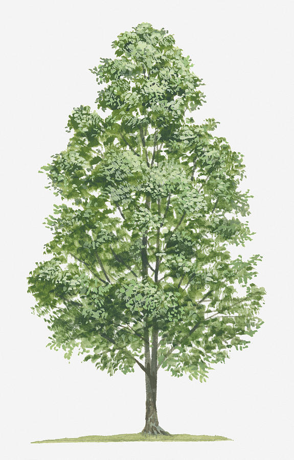 Illustration Of Syzygium Aromaticum (clove) Evergreen Tree by Tim Hayward