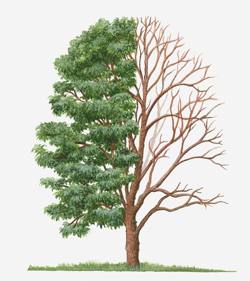 Illustration Showing Shape Of Deciduous Acer Griseum (paperbark
