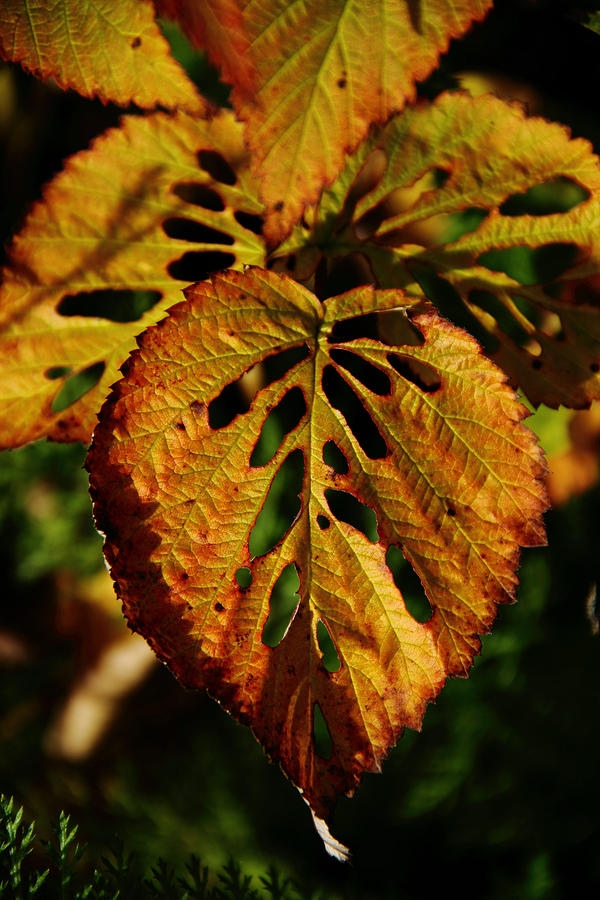 Insect Art Photograph by Fred Denner