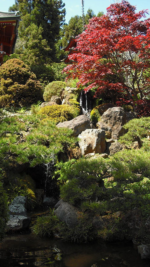 Japanese Tea Gardens San Francisco Photograph by Richard Reeve