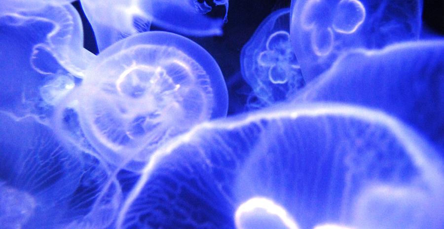 Jelly Fish Photograph by Angela J Murray