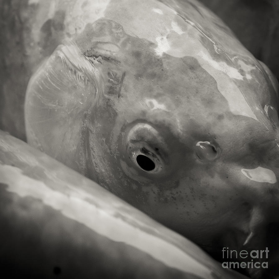 Koi Eye in Black and White Photograph by Darcy Michaelchuk