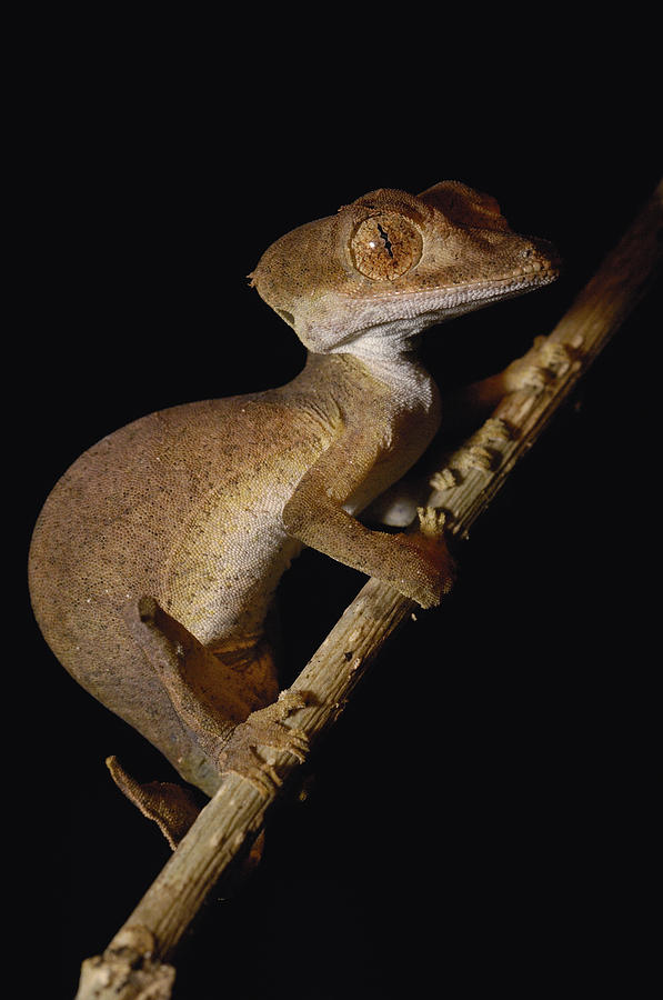 Leaf-tailed Gecko Uroplatus Ebenaui by Pete Oxford