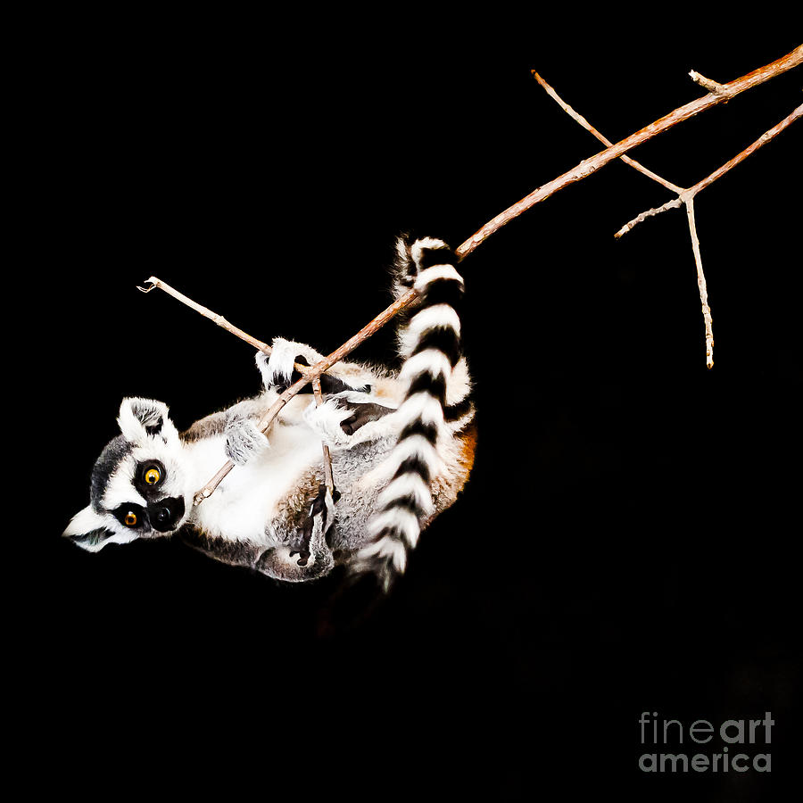 Lemur hangs on a Branch Part 3 Photograph by Darcy Michaelchuk