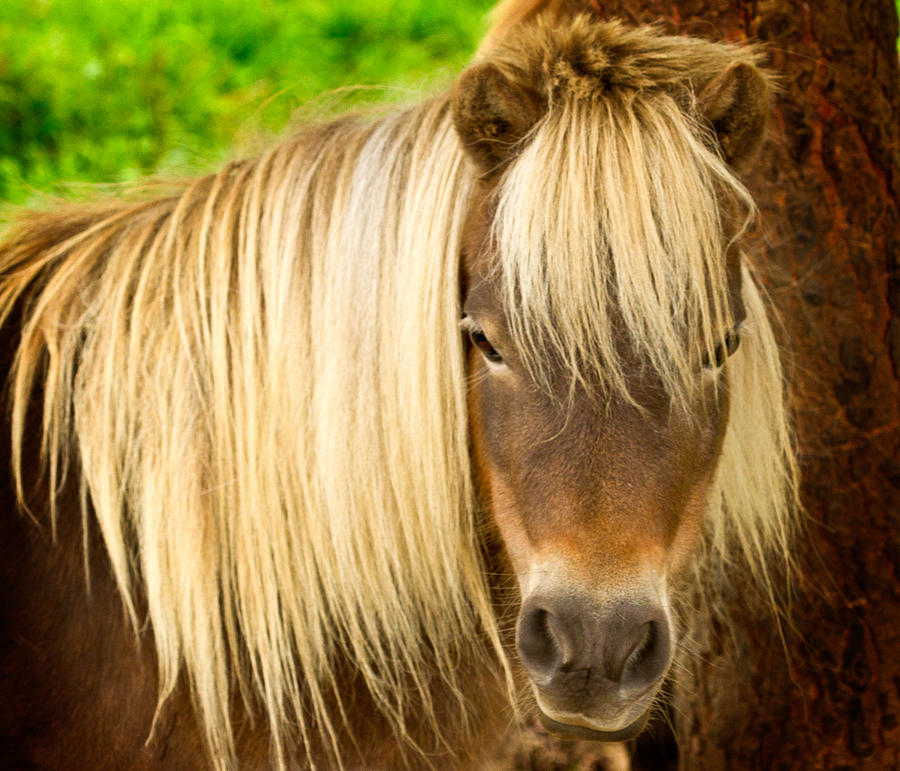 Lil Sebastian Photograph by Jean Noren