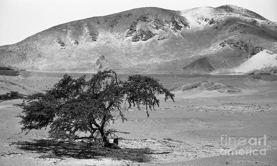 Lonely Tree Photograph by Darcy Michaelchuk