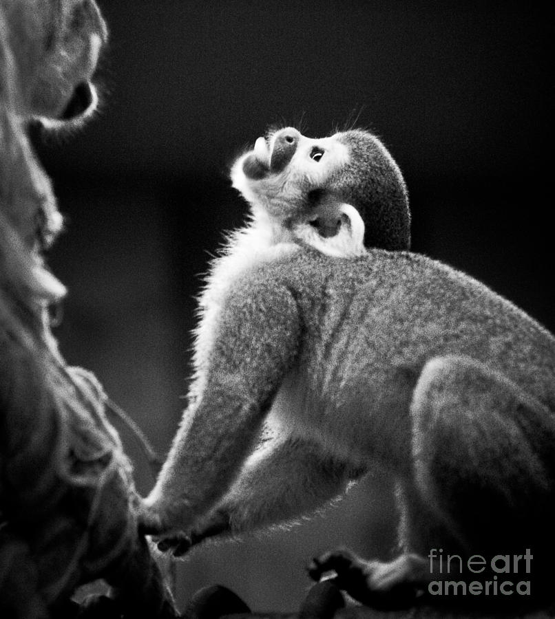 Look Up Photograph by Darcy Michaelchuk