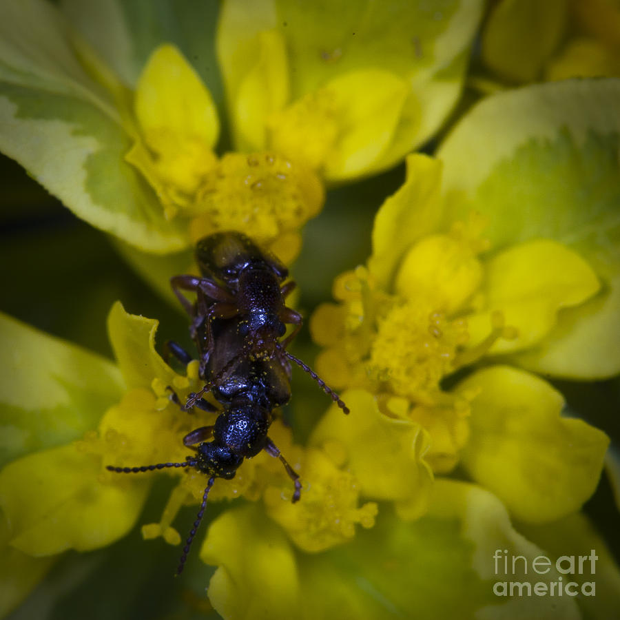 Love Bugs Photograph by Darcy Michaelchuk