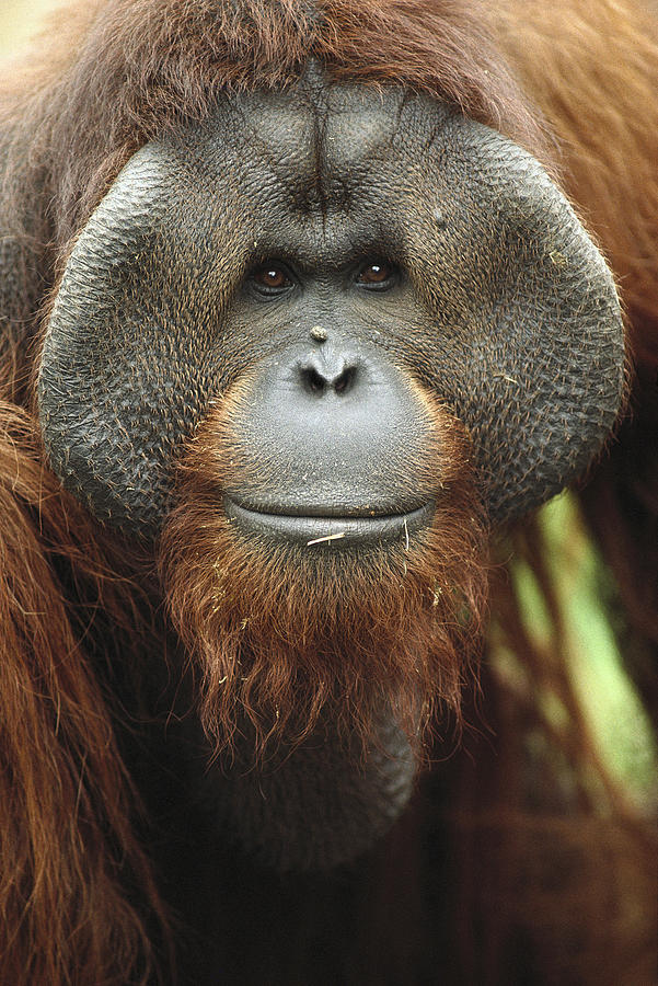 Orangutan Pongo Pygmaeus Adult Male by San Diego Zoo