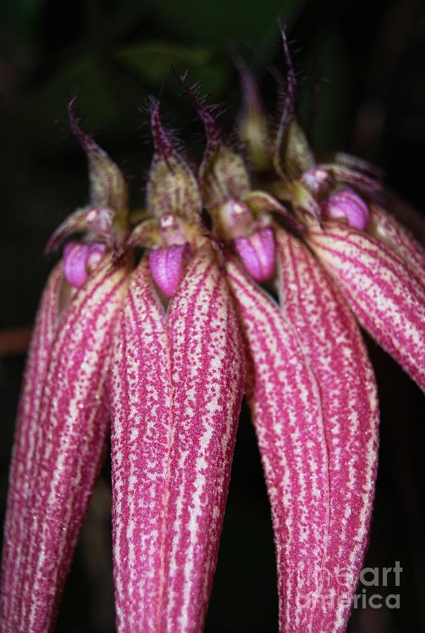 Orchid Macro 3 Photograph by Angela J Murray