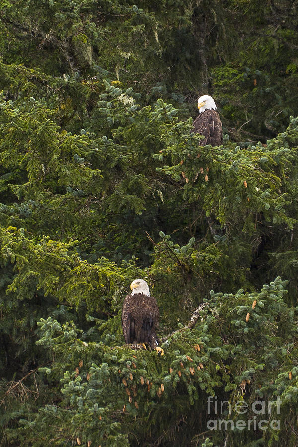 Pair of Bald Eagles Photograph by Darcy Michaelchuk