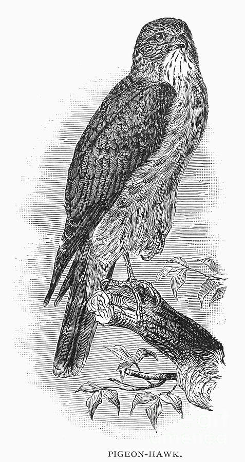 Perignon Hawk Pigeon Hawk by Granger