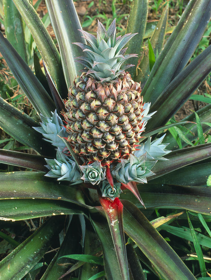 Pineapple Plant With Fruit by Sinclair Stammers / Science Photo Library