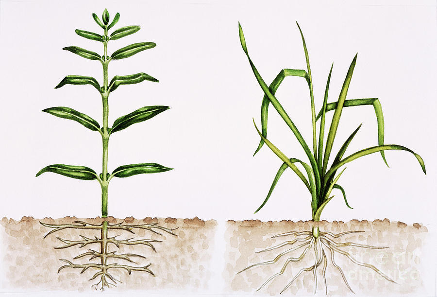 ctenanthe plant Neverland Ctenanthe – Lichtenfelt's main image 0