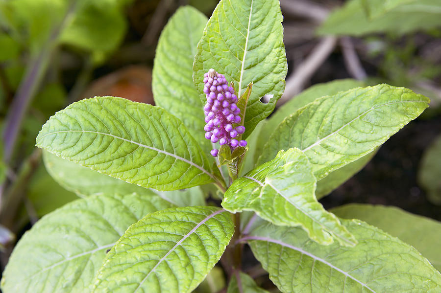 cherry bush plant Prunus tomentosa, Nanking Cherry pollination pair – Cricket Hill Garden main image 0