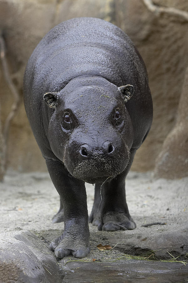 Pygmy Hippopotamus Hexaprotodon by San Diego Zoo