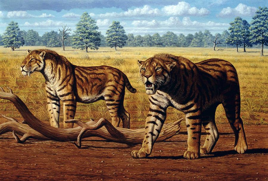 Sabre-toothed Cats, Artwork by Mauricio Anton / Science Photo Library