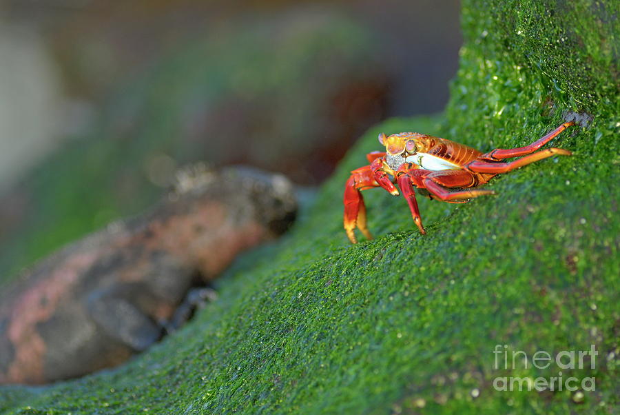 Sally Lightfoot Crab Photograph by Sami Sarkis Photography
