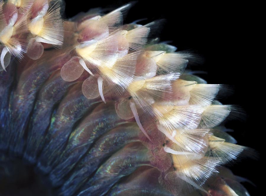 Detailed Sandworm Sandworm Body by Alexander Semenov / Science Photo Library