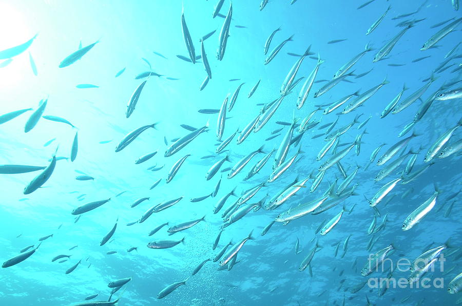 Serene Underwater Fish Swarm Photograph - School of Bogue fishes by Sami Sarkis Photography