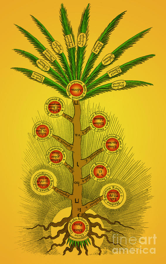 Sephirothic Tree by Photo Researchers