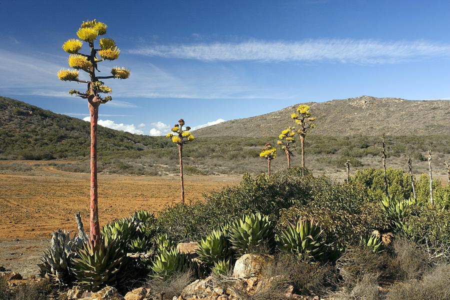 Shaw's Agave (agave Shawii) by Bob Gibbons / Science Photo Library
