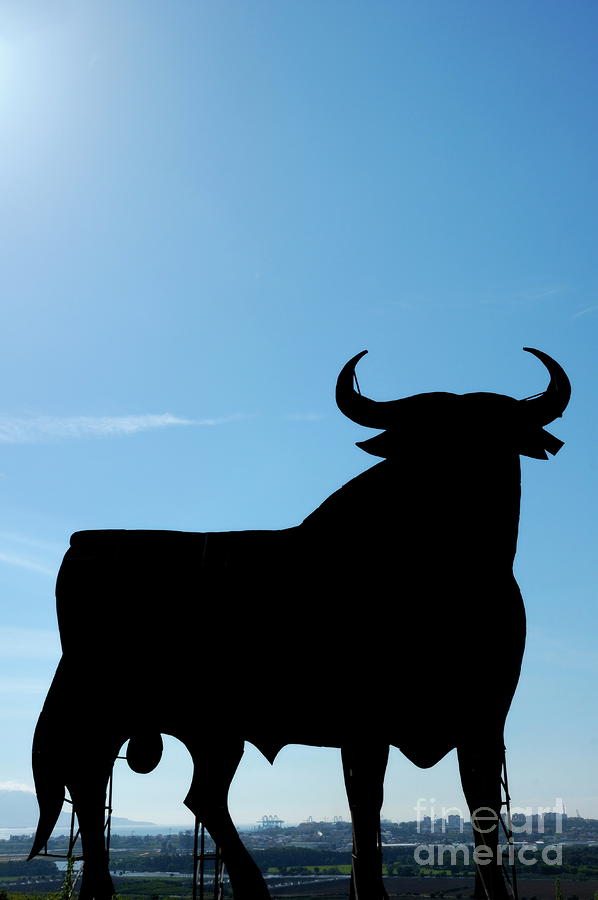Silhouette of Osborne bull Photograph by Sami Sarkis Photography