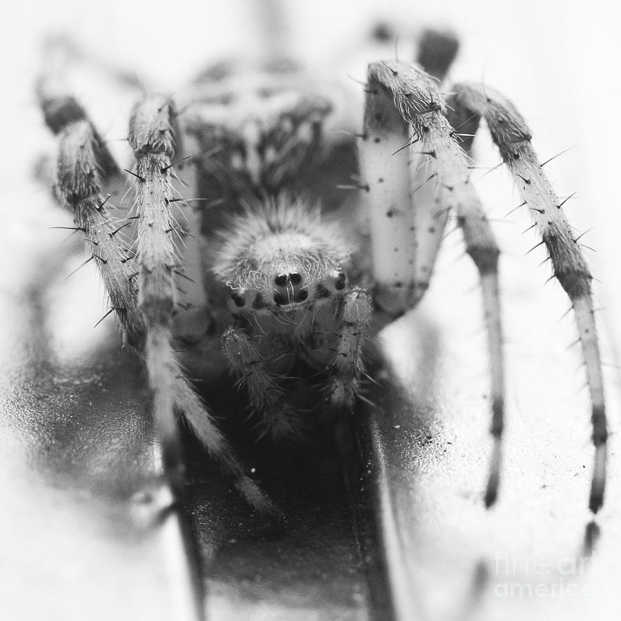 Small Alberta Spider Photograph by Darcy Michaelchuk