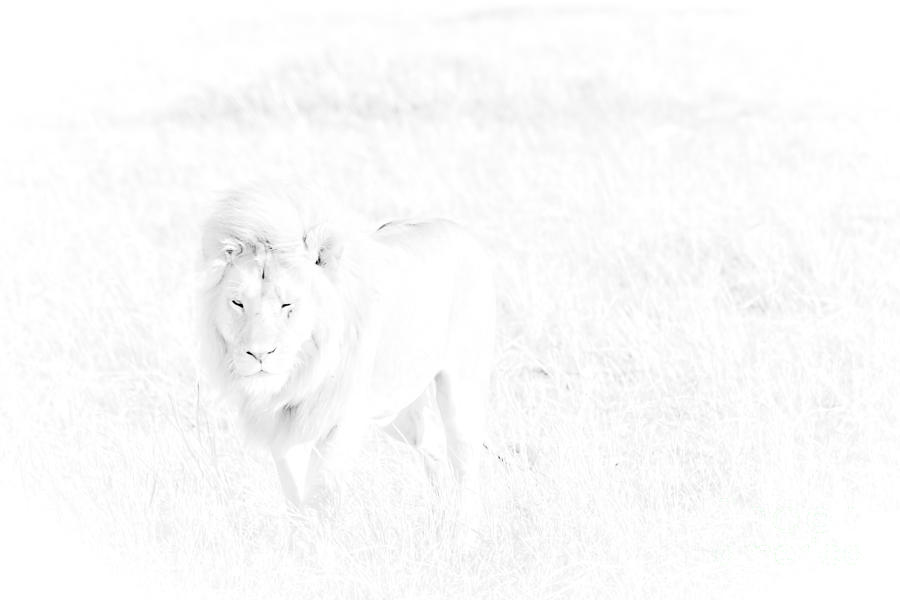 Snow Lion Photograph by Darcy Michaelchuk