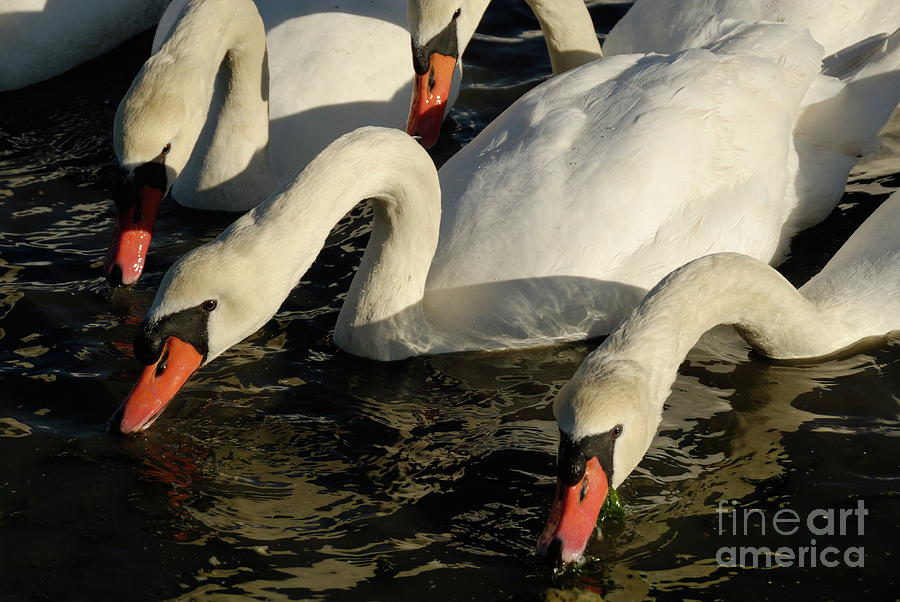 Swans drinking water in lake Photograph by Sami Sarkis Photography