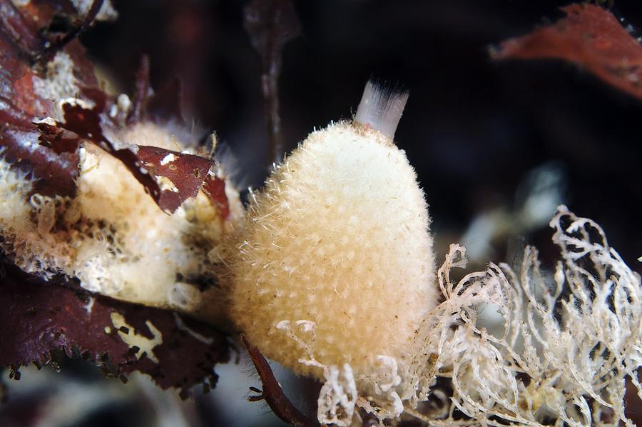 Sycon Sypha Sycon Sponge by Alexander Semenov / Science Photo Library