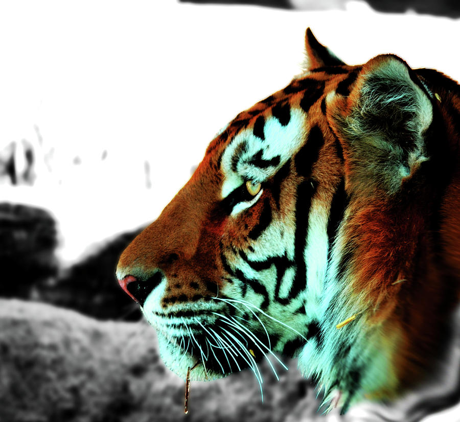 The Alpha Photograph by La Dolce Vita