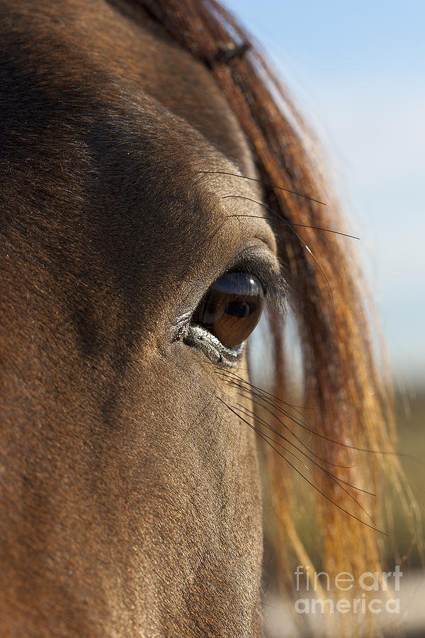 The Horse Eye Photograph by Darcy Michaelchuk