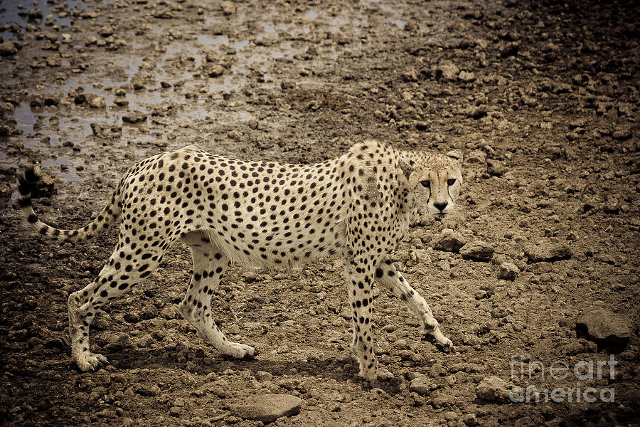 Thirsty but cautious cheetah Photograph by Darcy Michaelchuk