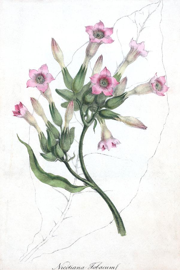 Tobacco Flowers, Historical Artwork by George Arents Collection / New York  Public Library / Science Photo Library