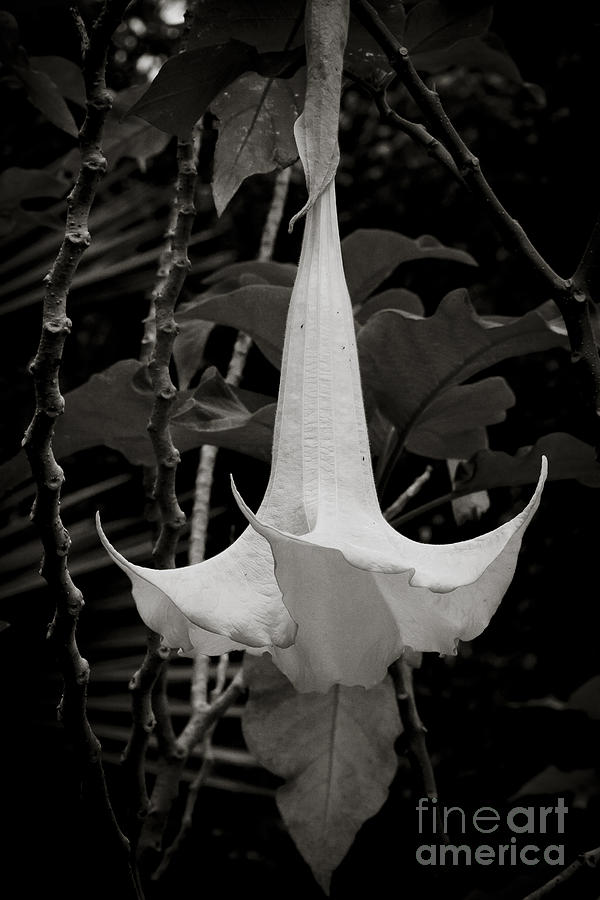 Trumpet Flower Exposed Photograph by Darcy Michaelchuk