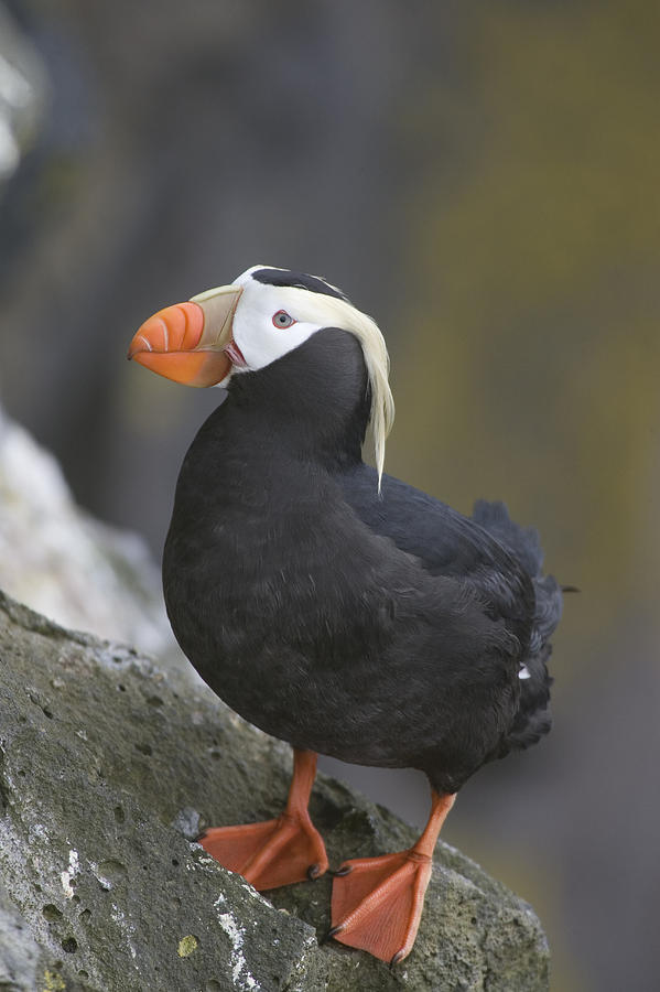 Tufted Puffin Fratercula Cirrhata by Matthias Breiter